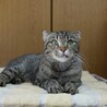 みなさんこんにちは！紡ぐ猫です。この子は「おじょう」カラスにつつかれていたところを保護しました。里親募集中です(*ˊᵕˋ*)