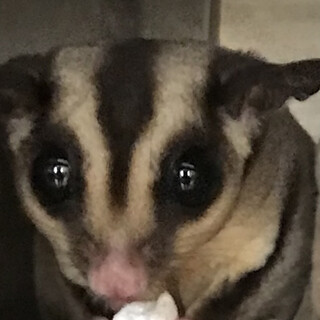 フクロモモンガ　オス