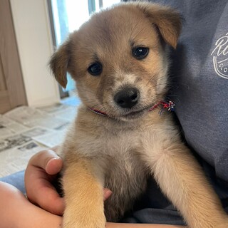 人が大好き♡　MIX犬　２ヶ月　男の子