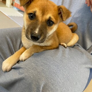 人が大好き♡　MIX犬　２ヶ月　女の子