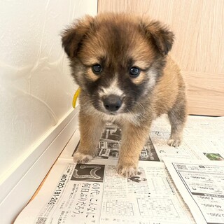 もふもふな女の子♡　MIX犬　２ヶ月　