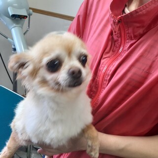 チワワの女の子　5才