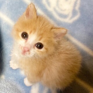 パステル茶トラのモフモフ君！約1ヶ月半