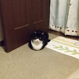 気が弱い　ハチワレのしょうへいくん