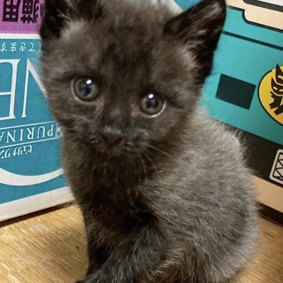 お膝大好き甘えん坊！濃グレー君約1ヶ月