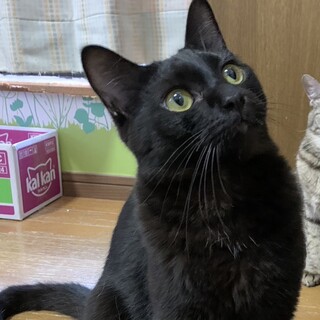 決定☆『ネクロ』綺麗な黒猫。おもちゃ好き
