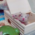 キンクマハムスターベビー♂6匹、♀5匹里親募集!!