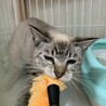 『シノ』美猫さんですが、怖がり サムネイル2