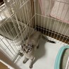 『シノ』美猫さんですが、怖がり サムネイル3