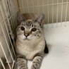 『シノ』美猫さんですが、怖がり サムネイル4