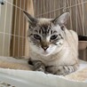 『シノ』美猫さんですが、怖がり サムネイル5