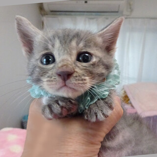 なれなれ♪パステルグレー葵(あおい)くん　２ヵ月弱