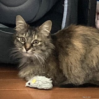 中毛サビ　オードリーちゃん