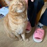 マロン1133