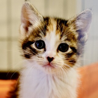 赤朽葉♡家族ができました