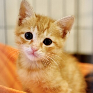 黄櫨染♡家族ができました