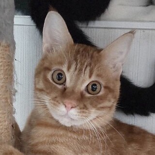 【5/21横浜】美猫兄弟♡アンデスくん