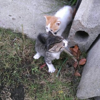 生後2週間 4匹 性別不明