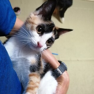 ふじこちゃん(家族が決まりました)