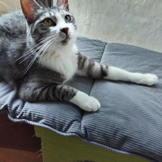 里親様決定いたしました、ありがとうございました