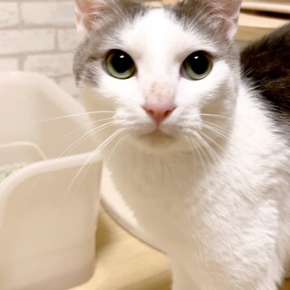 【5/21東銀座】もなかくん３歳♪