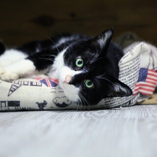 ハチワレ男の子！