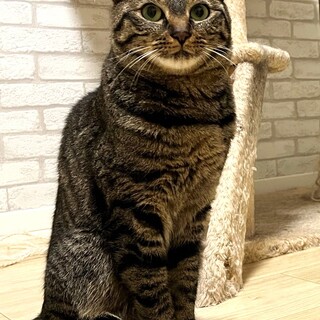 【5/21東銀座】あずきくん3歳♪