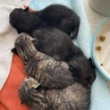 5月産まれ！子猫の3兄弟♡写真は随時更新します