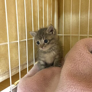 産毛がほわほわの可愛い子猫