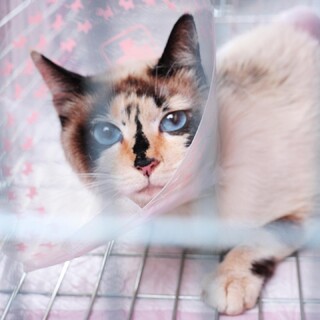 ブルーの瞳にクラシカルな模様の美猫さん♪