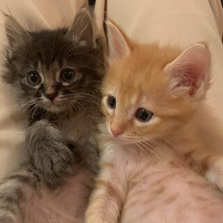 可愛いチビにゃん兄弟、長毛茶トラのレモンちゃん！