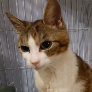 苦労続きだったおばあちゃん猫、やっと幸せへの第一歩