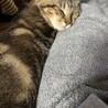 よねもも