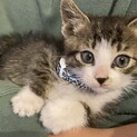 約2ヶ月のキジ猫ちゃん