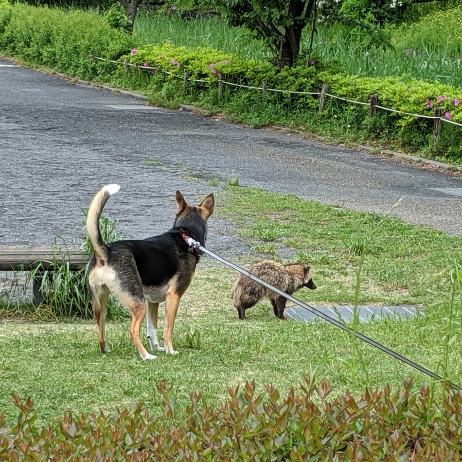 ちびのカバー写真