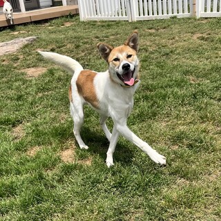 しつけ・訓練済み　『ニーナ』１歳メス