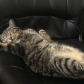 3歳　メス　人懐こい甘えん坊