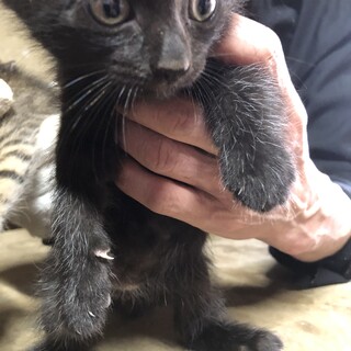 4月9日生まれの黒猫
