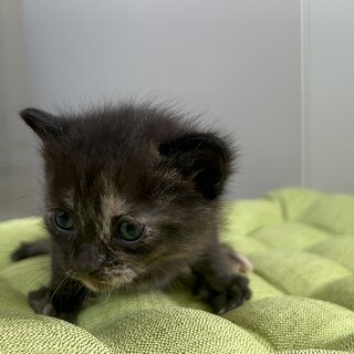 生後2か月のとても元気なキジ黒ちゃん