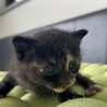 生後2か月のとても元気なキジ黒ちゃん サムネイル2