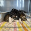生後1ヶ月のこねこちゃん