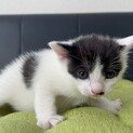 生後2か月のとても元気な白黒ちゃん