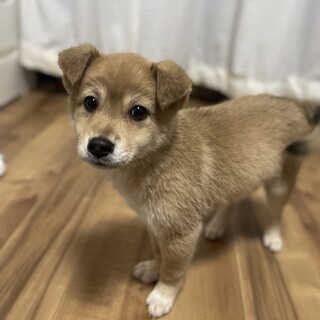 優しい男の子ふじやま君