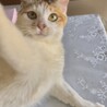 【白三毛猫】1才半 女の子 サムネイル4