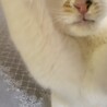 【白三毛猫】1才半 女の子 サムネイル5