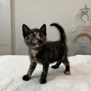 動物病院より　さび柄の女の子　里親募集中です！　