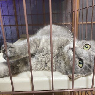 ミックスの小柄。男の子！生後約9ヶ月！