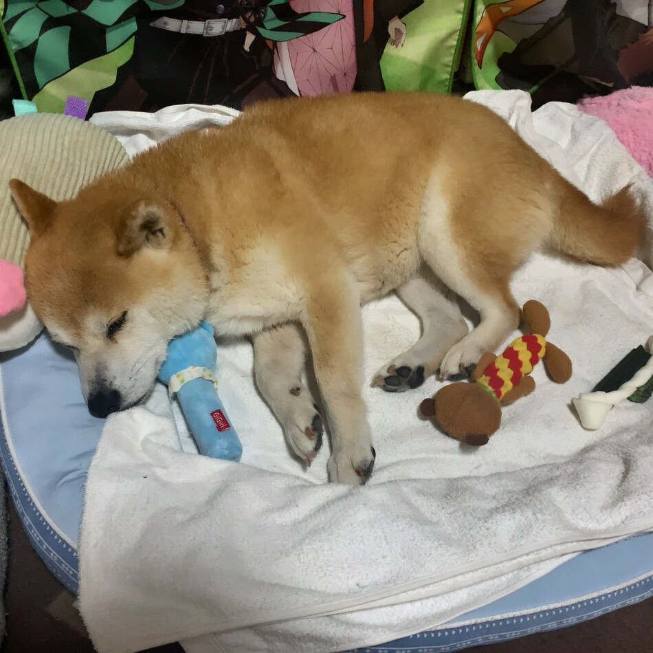 メイのカバー写真