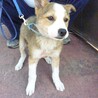 それぞれ譲渡になりました！！ サムネイル3
