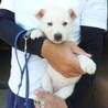 それぞれ譲渡になりました！！ サムネイル5
